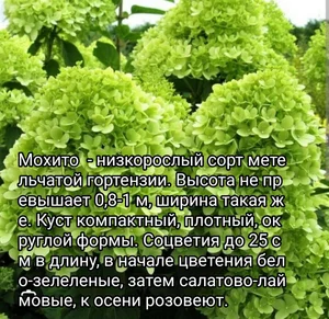 Гортензия