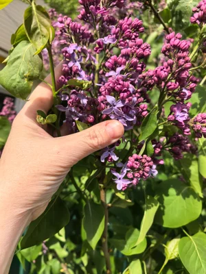 Сирень саженец