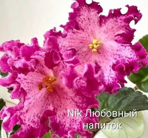 Детки фиалочек