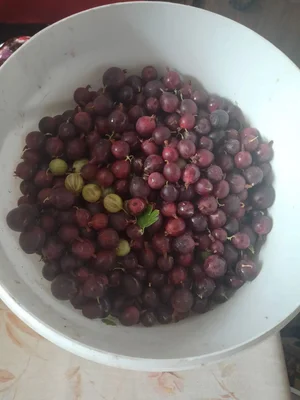 Красная смородина