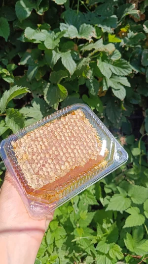 Мёд в сотах