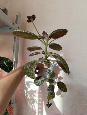 Цветочки