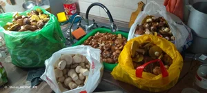 Маслята свежесобранные