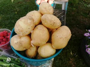 Картофель молодой