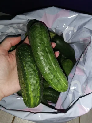 Огурцы
