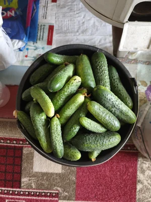 Картофель молодой деревенский