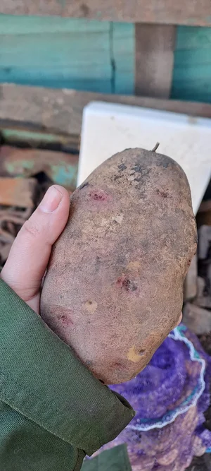 Картофель