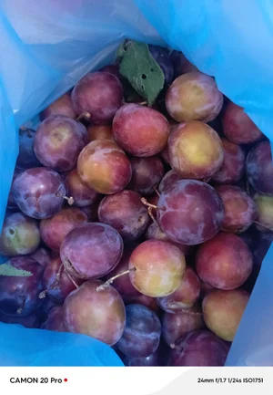 Сливы