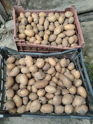 Картофель семенной