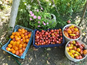 Помидорки крупные мясистые