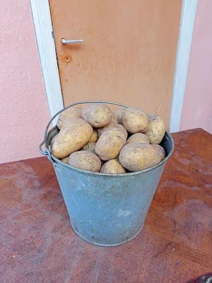 Картофель