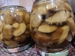 Лесные грибы свежие польские