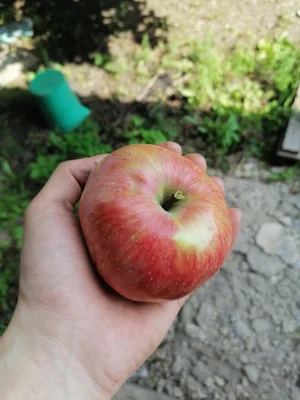 Яблоки сорт Мельба (съемные)