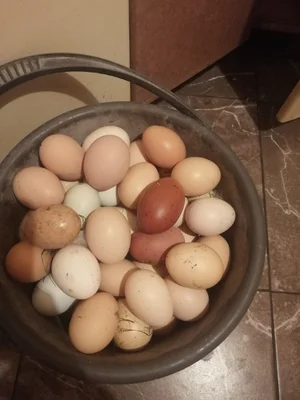 Куриное яйцо