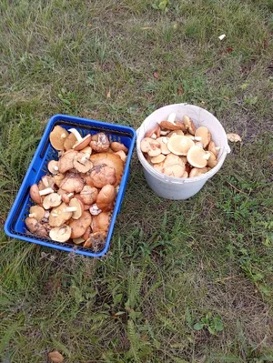 Грибы маринованные