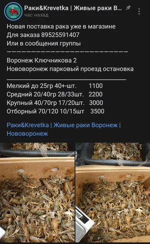 Рак