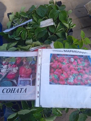 Фасоль спаржевая