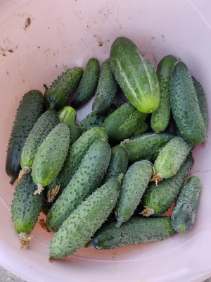 Кабачки