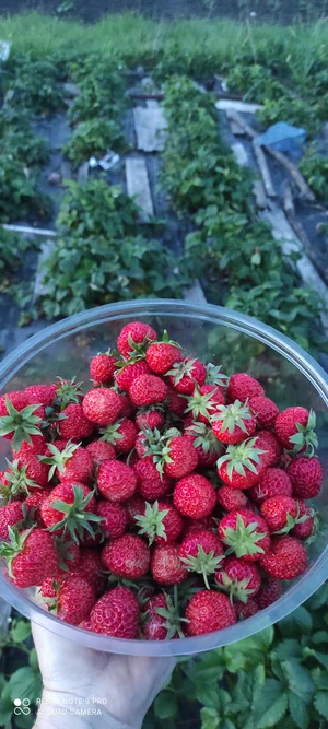 Домашняя ягода 🍓