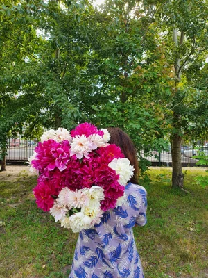 Пионы