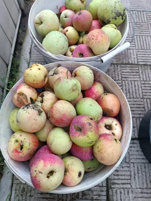 Яблоки падалица