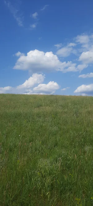 Чабрец