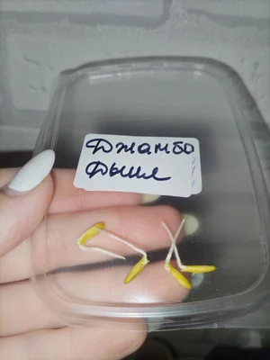 Фасоль