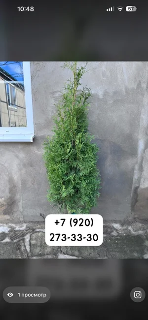 Туи разных видов