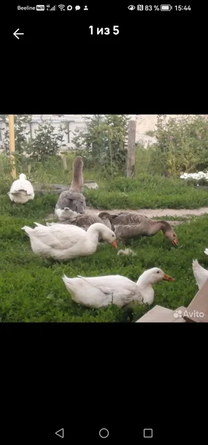 Яйцо куриное