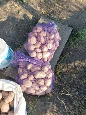 Картошка