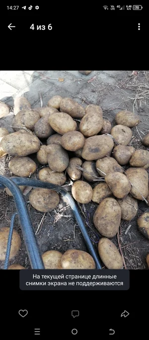 Картофель