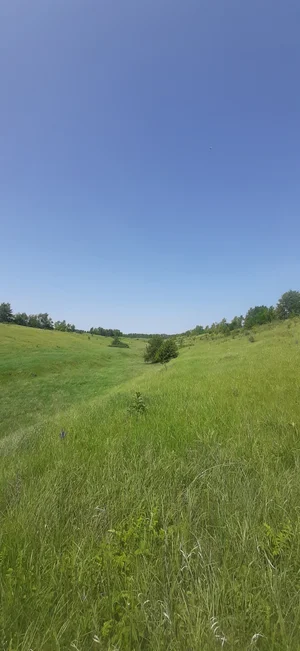 Чабрец