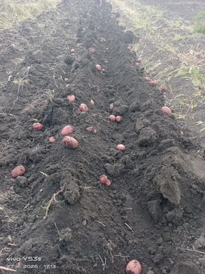 Картофель