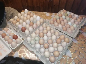 Куриное яйцо