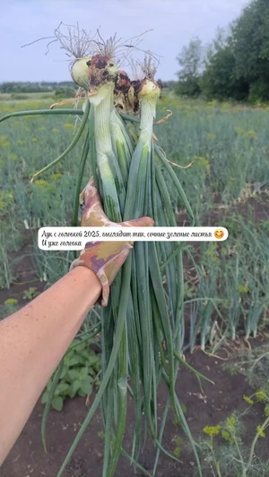 Лук