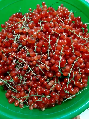 Красная смородина