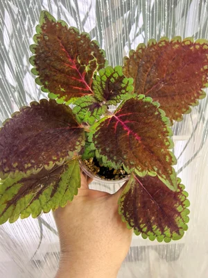 Колеусы, черенки укоренённые