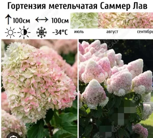 Гортензия