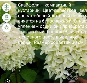 Гортензия