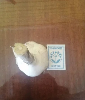 Огурцы