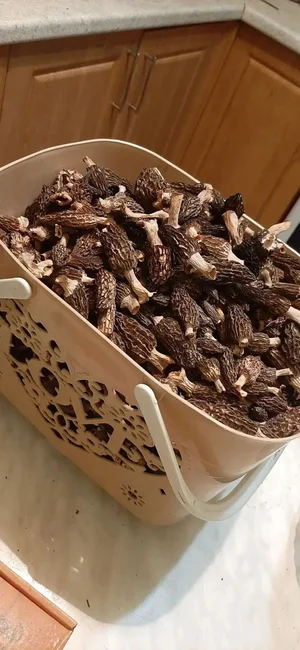 Белый гриб сушеный