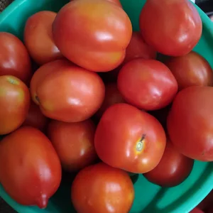 Кабачки
