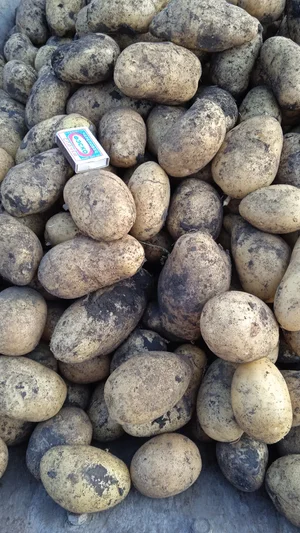 Картофель