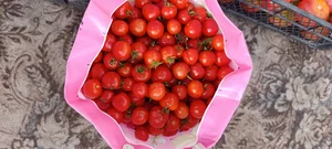 Помидоры розовые