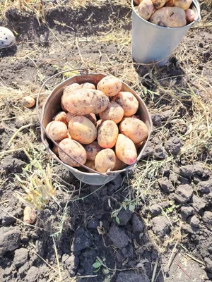 Картофель
