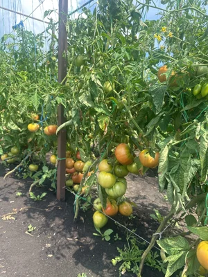 Огурцы