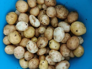 Курочки бройлерные