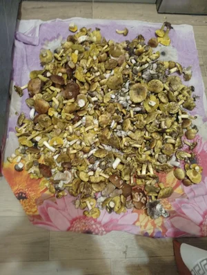 Маринованные зеленушки