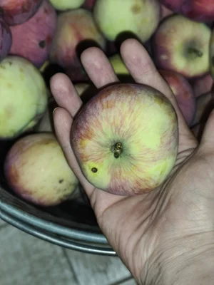 Яблоки