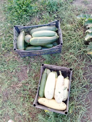 Кабачки